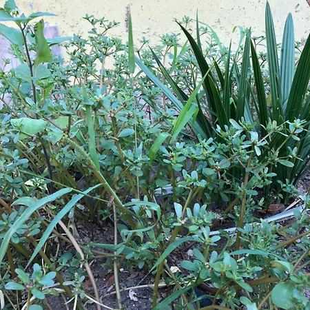 Saros Aslan Apart 3*