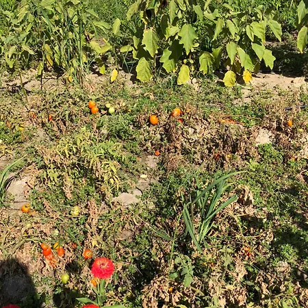 Saros Aslan Apart Апарт-отель 3*